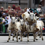 Moffat Sheep Race: овечьи бега с вязанными жокеями (Великобритания)