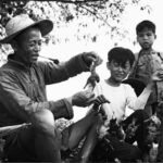 Как китайцы истребили всех воробьёв и что случилось потом (1958-59)