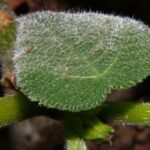 Ядовитое растение Гимпи-Гимпи (Dendrocnide moroides)